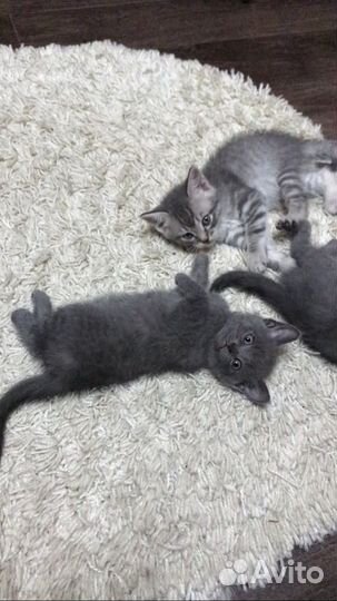 Британские котята