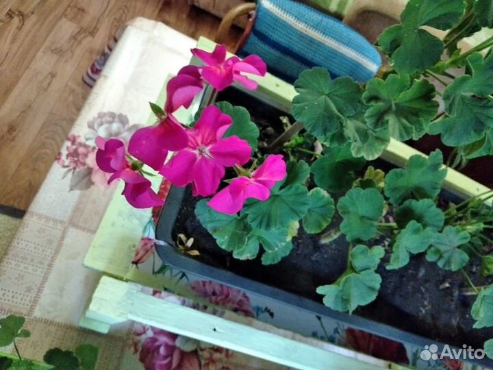 Герань домашняя