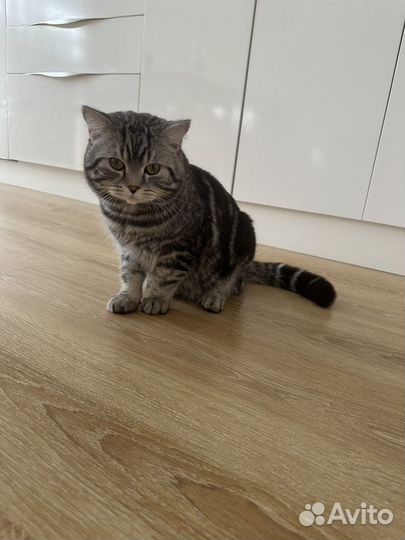 Шотландский кот