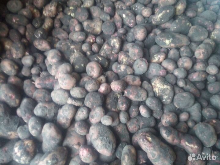 Картофель