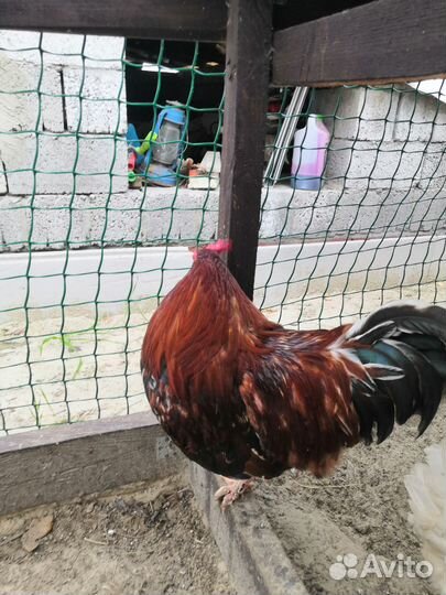 Куры петухи