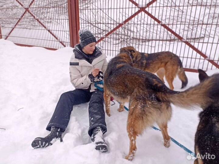 Приглашаем волонтеров в приют