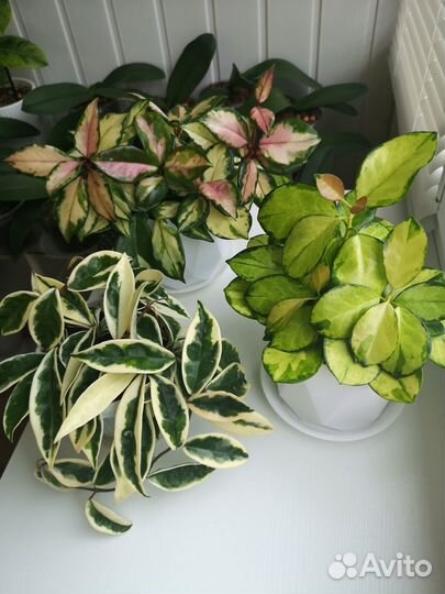 Хойя Белла Луис Буис, Aн-074, Лиза, Акута 997