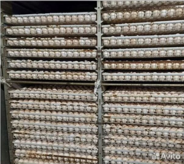 Инкубационное яйцо в ассортименте в розницу