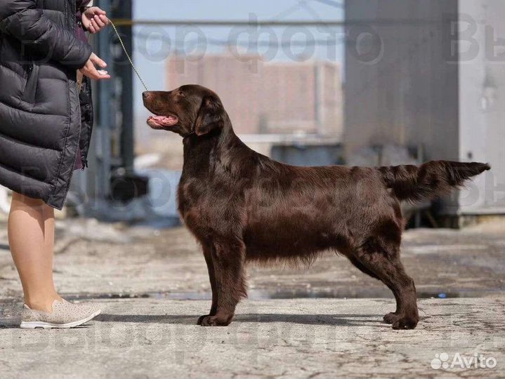 Прямошерстный ретривер