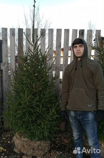 Саженцы сибирской ели экстра класс