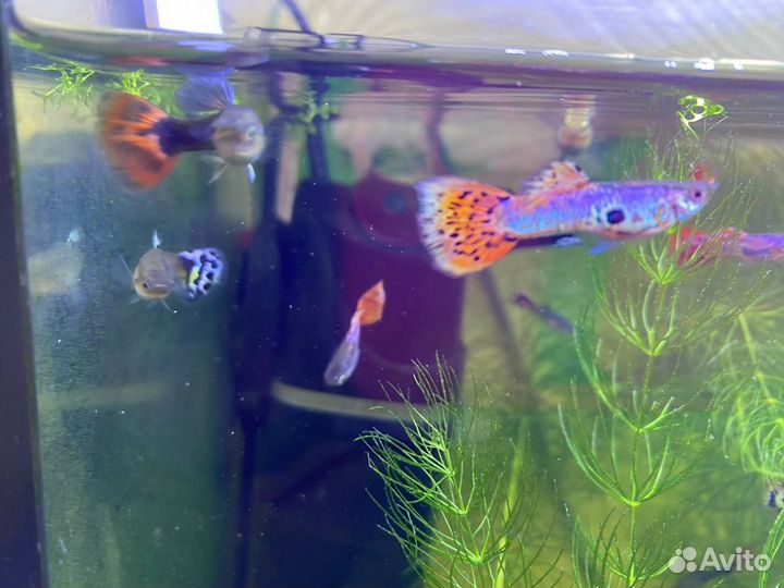 Красивые гуппи