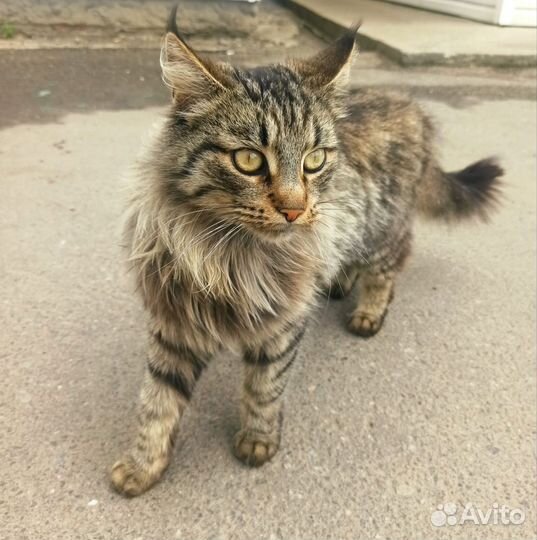 Метис Мейн-куна в добрые руки