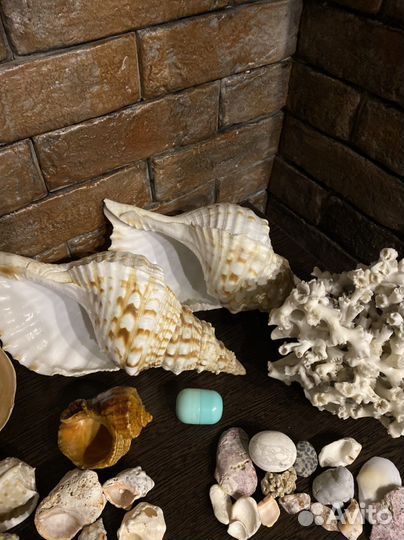 Черный коралл, ракушки, зуб акулы