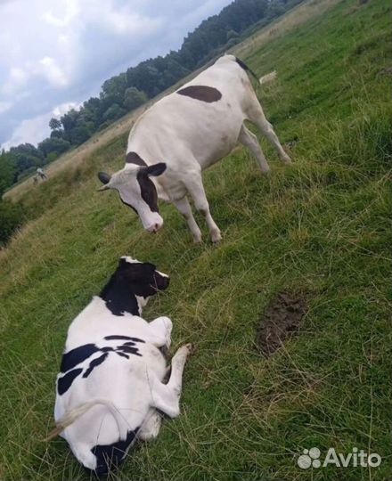 Коровы дойные, стельные, бычки, телки, нетели