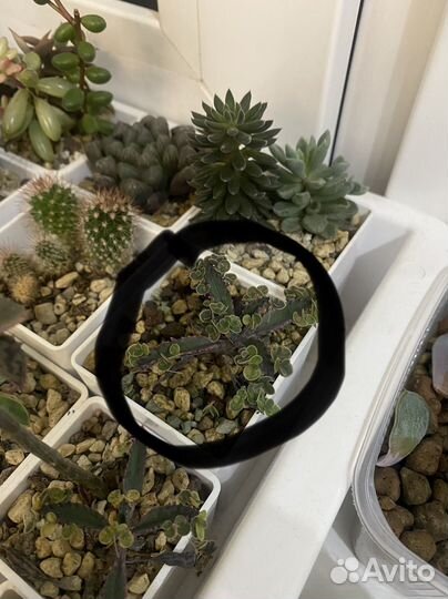 Суккулент калонхоэ