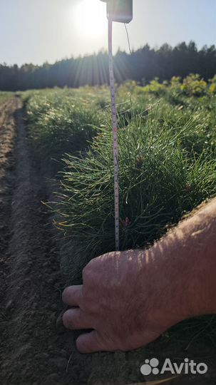 Саженцы сосны и ели окс оптом