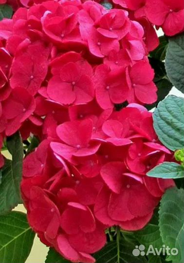 Гортензия крупнолистная