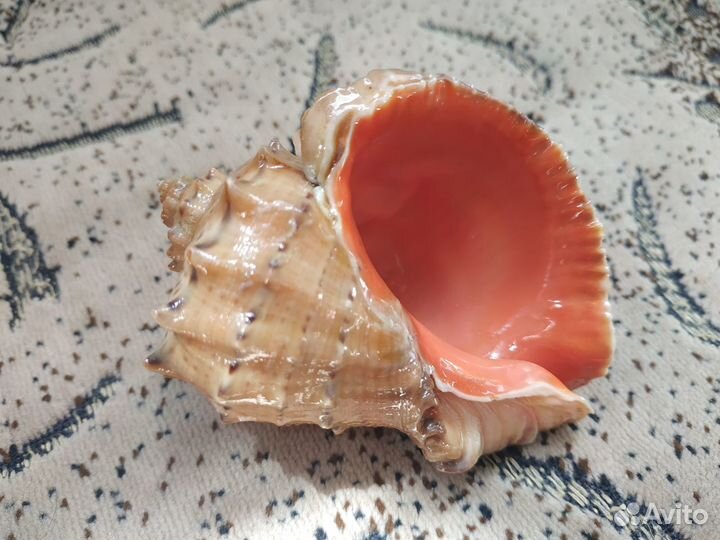 Ракушка рапана