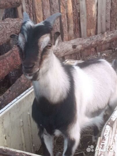 Продам коз разных пород