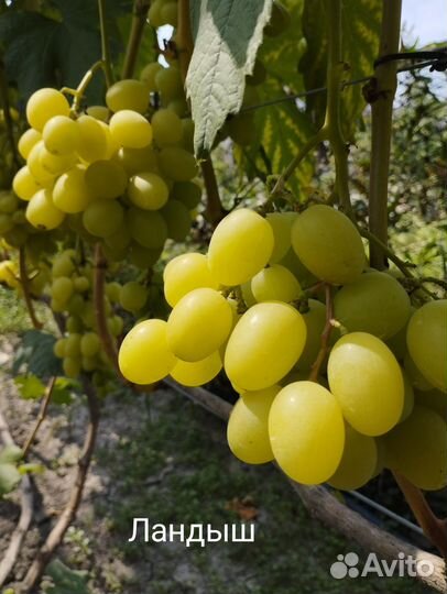 Вегетирующие саженцы винограда