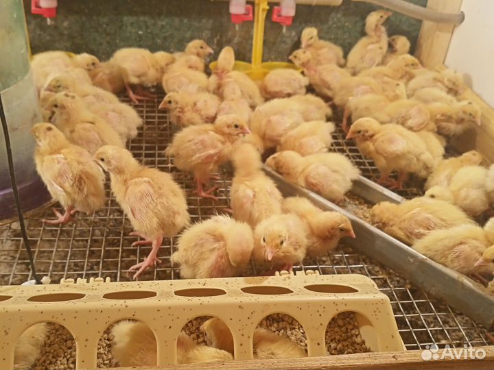 Яйца перепелиные