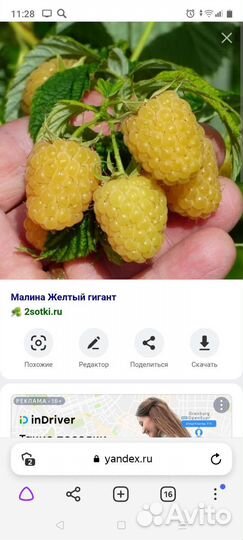 Саженцы малины