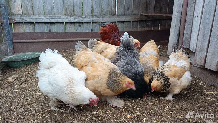 Молодки, семьи кур