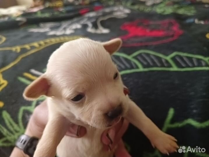 Щенки русский той-терьер