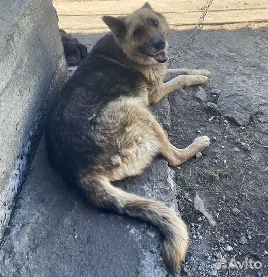 Отдам в добрые руки щенков