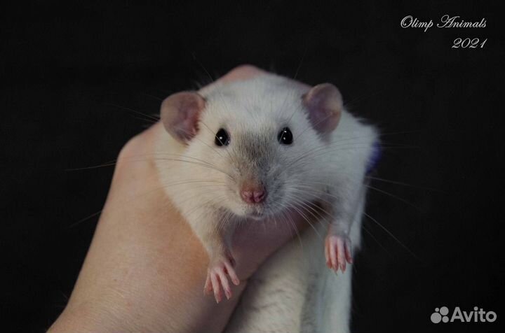 Крысята сиамские дамбо и черные