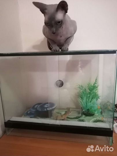 Эублефар с террариумом