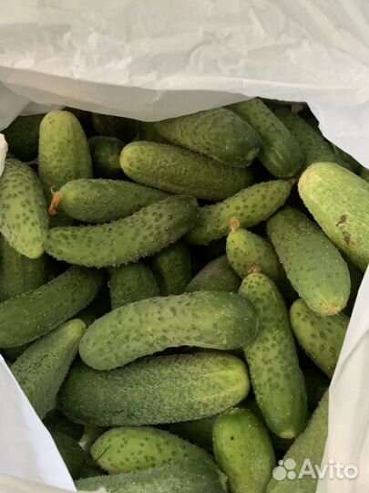 Огурцы свежие-домашние