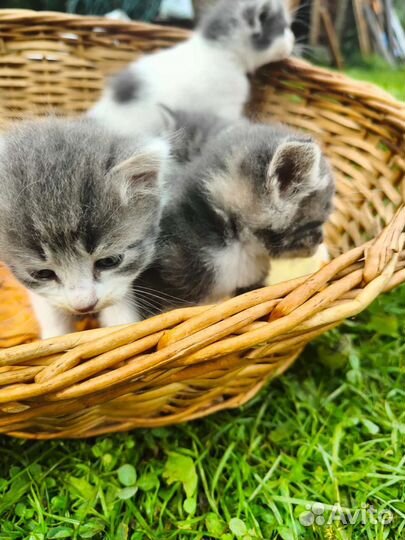 Котята в добрые руки мальчики