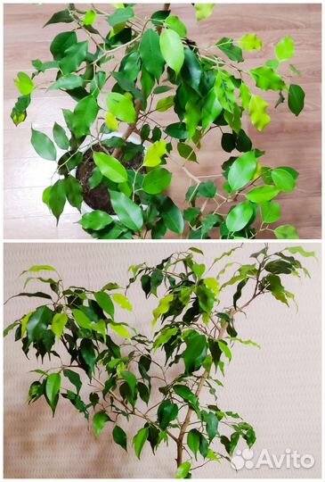 Кротоны. Пальма. Эчеверия. Бегония. Экзотические