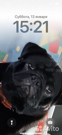 Мопс вязка мальчик