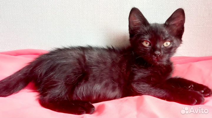 Очаровательные котята