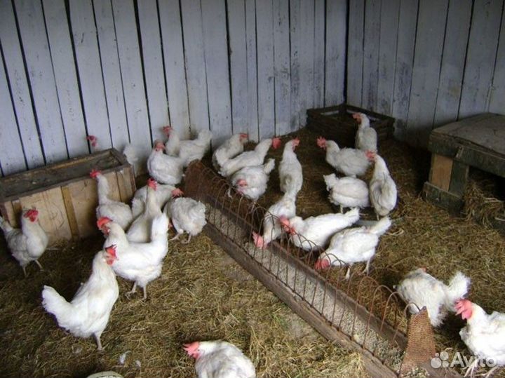 Бройлер суточный и подращенный, курочки разновозр