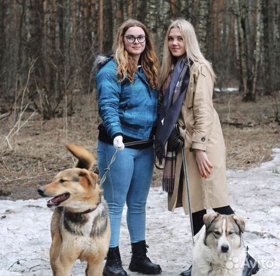 Прогулка с собаками в лесу