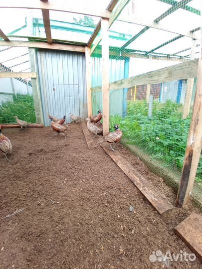 Фазан охотничий