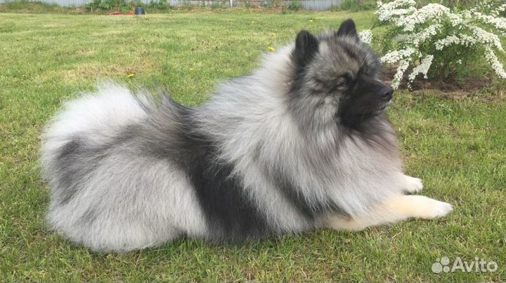 Кеесхонд вязка