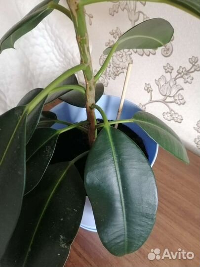 Фикус каучуконосный с горшком