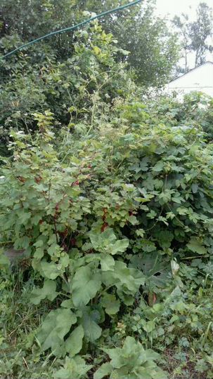 Дом 60 м² на участке 14 сот.