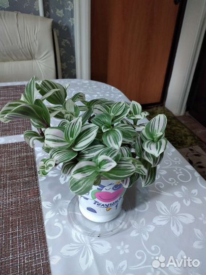 Традесканция