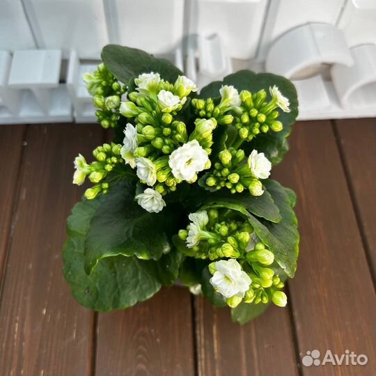 Каланхоэ Каландива вайт