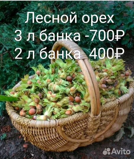 Лесной орех