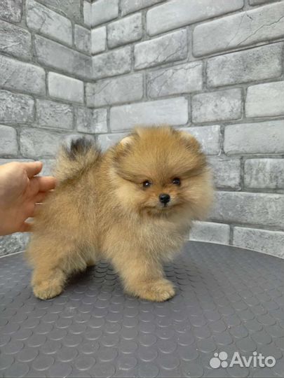 Шпиц мальчики