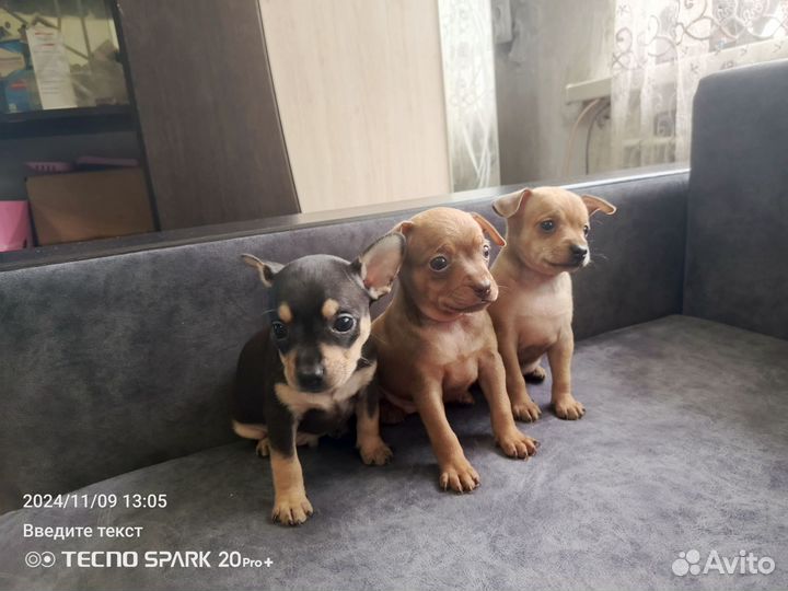 Той-терьер щенки