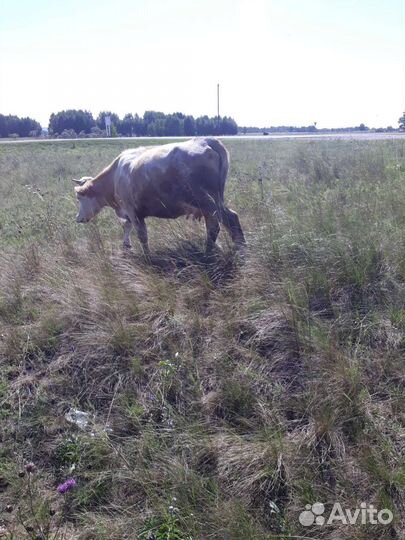 Коровы, телки, козы, овецы