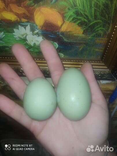 Инкубационное яйцо, цыплята