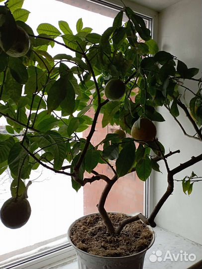 Лимон комнатный