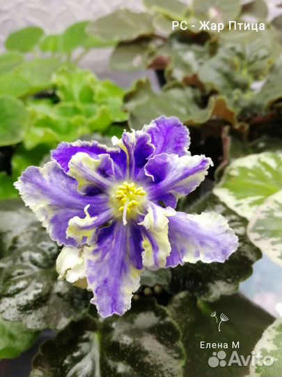 Набор 10 ук. листиков с детками