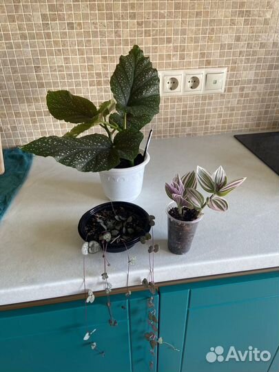 Бегония церопегия традесканция