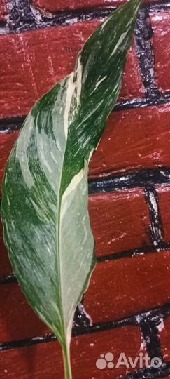 Комнатные сортовые цветы