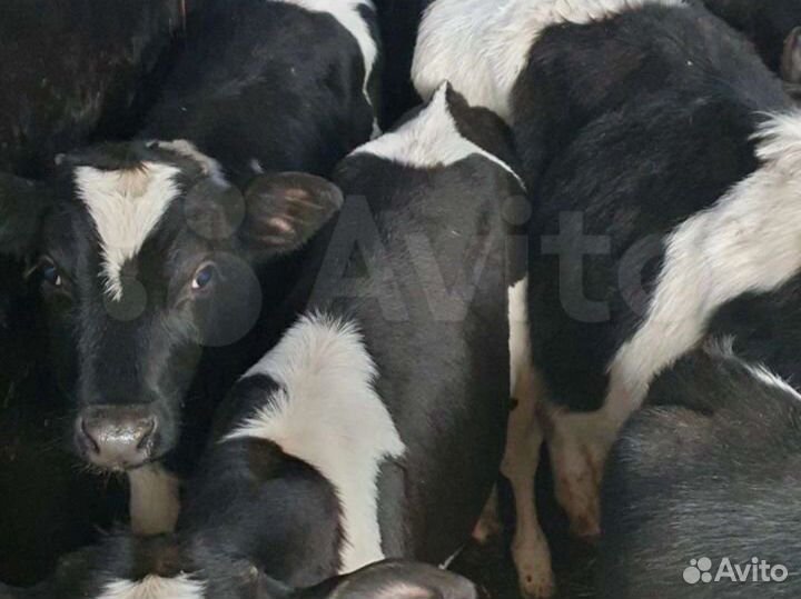 Бычки от 1 месяца